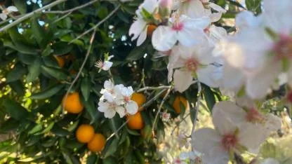 Aksu'da badem ağaçları şubat ortasında çiçek açtı