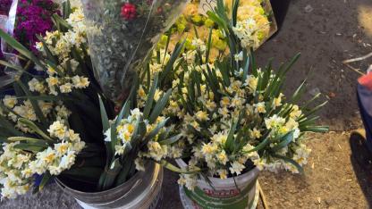 Antalya semt pazarlarında nergis çiçeğine yoğun ilgi!