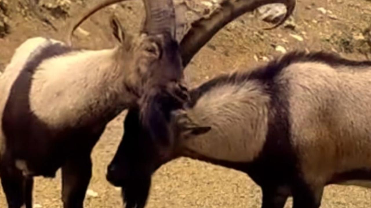Antalya'da yaban hayatı fotokapanla görüntülendi