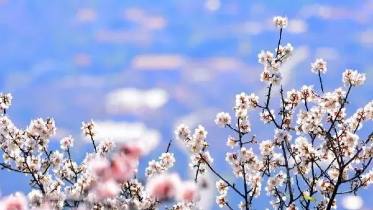 Baharın ilk işareti görüldü!