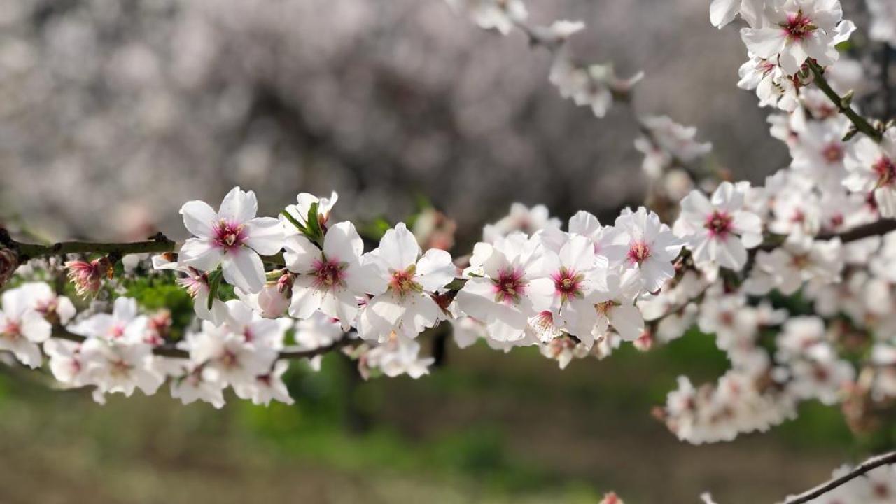 Baharın ilk işareti görüldü!