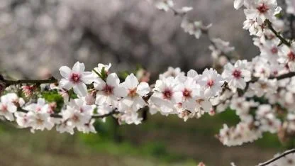 Baharın ilk işareti görüldü!