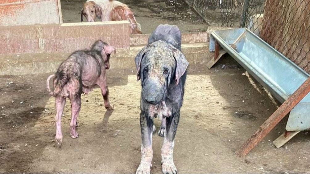 Barınaktaki tepki çeken görüntülere soruşturma