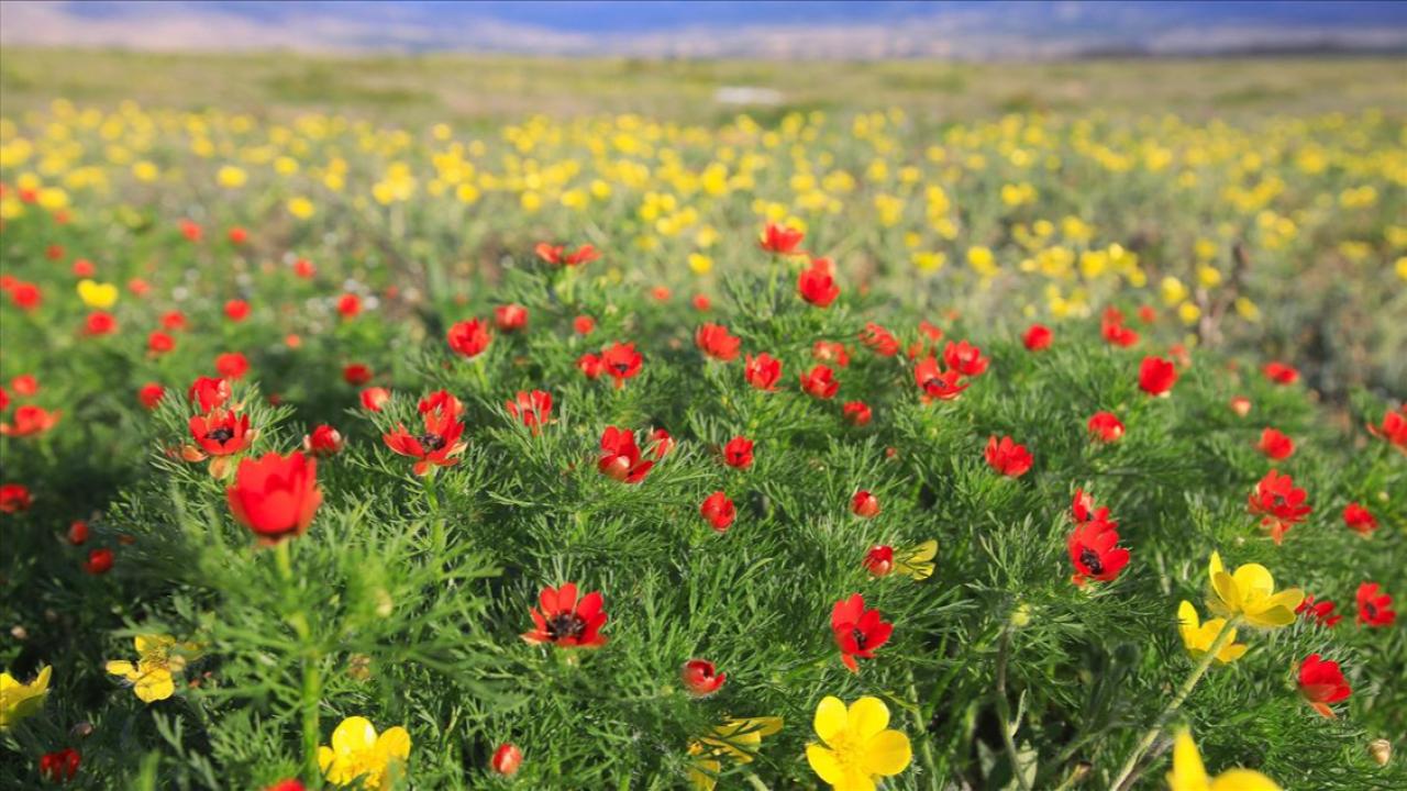 Cemreler baharı müjdeledi!