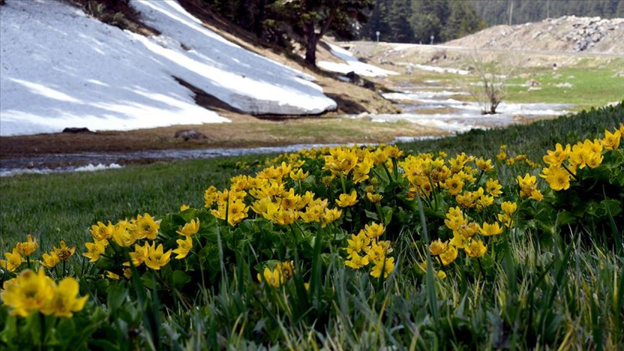 Cemreler baharı müjdeledi!