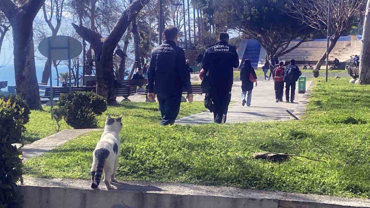 Falezlerde mahsur kaldığı sanılan kedilerin keyfi ‘ihbarla’ son buldu