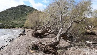 Fırtınada devrilen Ilgın ağaçları yeniden toprakla buluşuyor