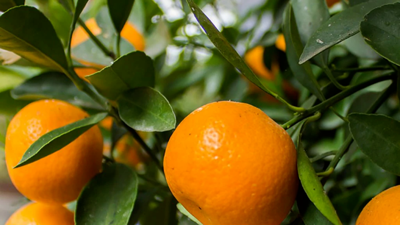 KIŞIN TURUNCU NEŞESİ VE SAĞLIK DOLU MİRASI MANDALİNA