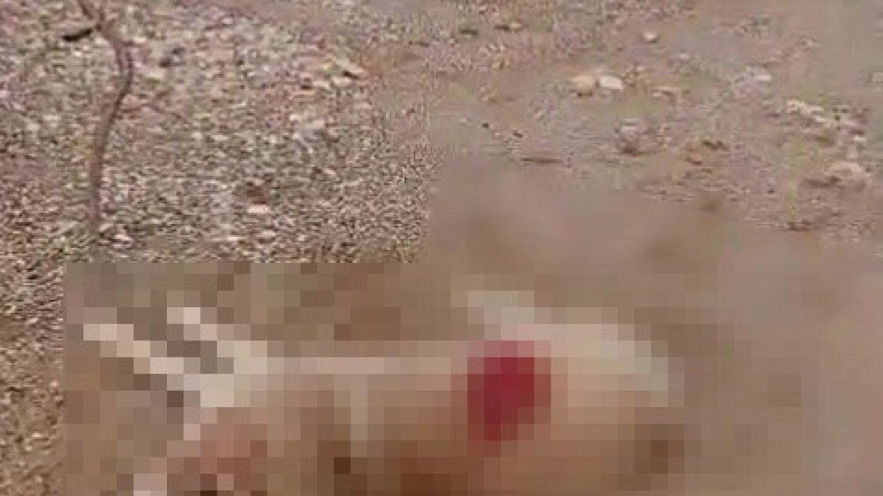 Köpeği av tüfeğiyle öldürdü, gözaltına alındı