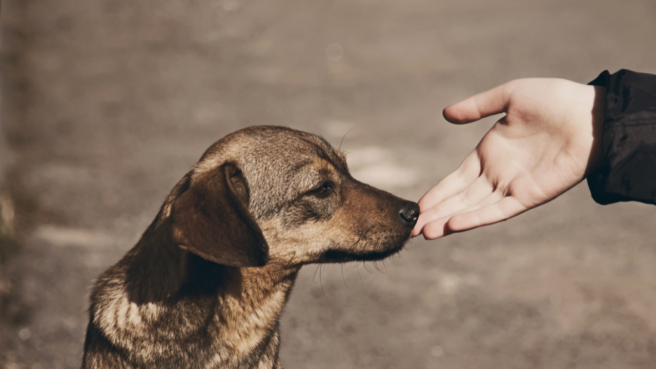 Muratpaşa’da okullarda sokak hayvanı beslenmemesi talimatı