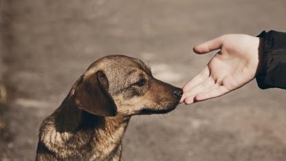Muratpaşa’da okullarda sokak hayvanı beslenmemesi talimatı