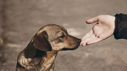Muratpaşa’da okullarda sokak hayvanı beslenmemesi talimatı