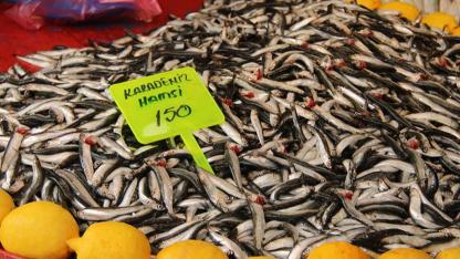 Pazarda hamsi ucuzladı