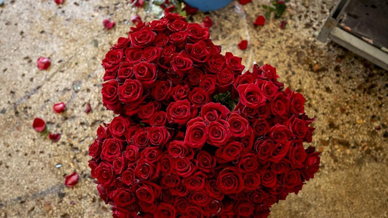 Sevgililer Günü'nde hediye alınabilecek anlamlı çiçekler!