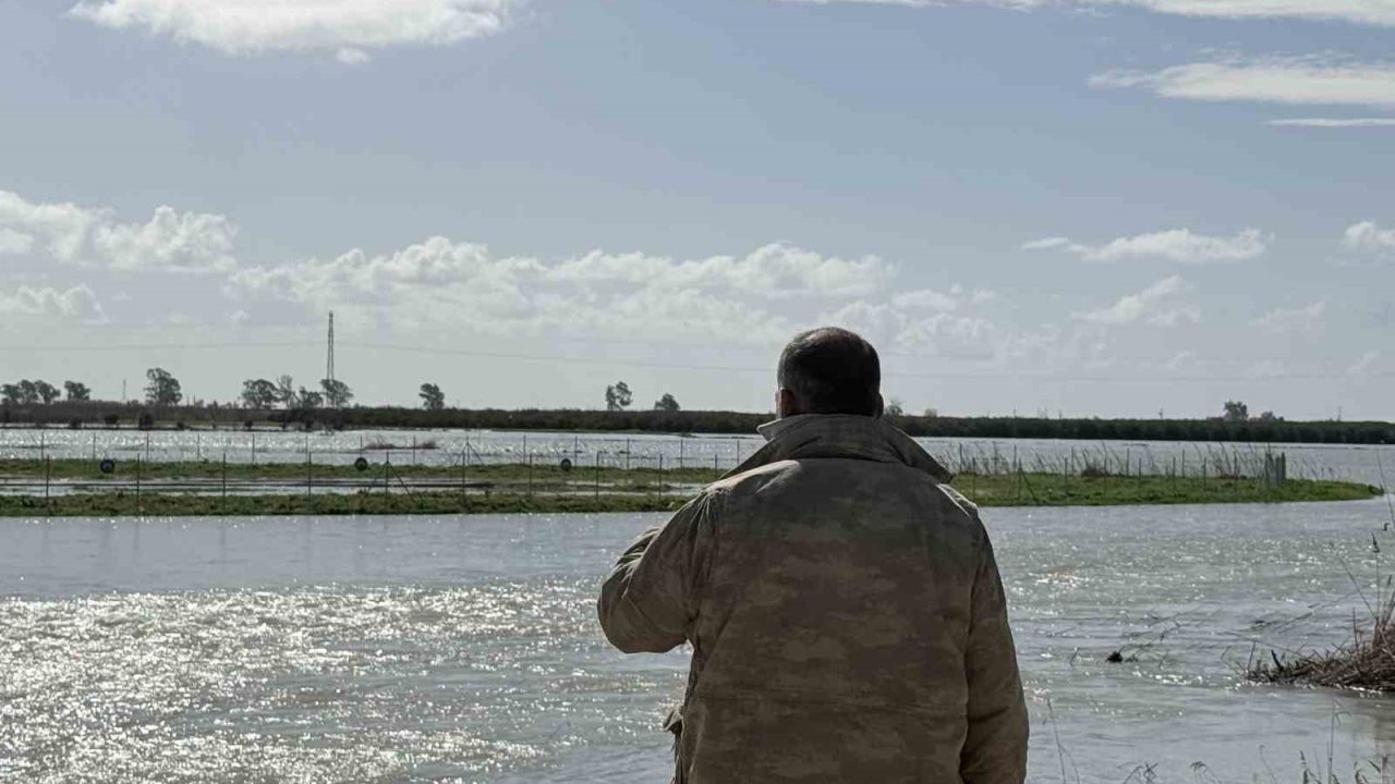 Seyhan Nehri taştı, Tarsus’ta tarım arazileri sular altında kaldı