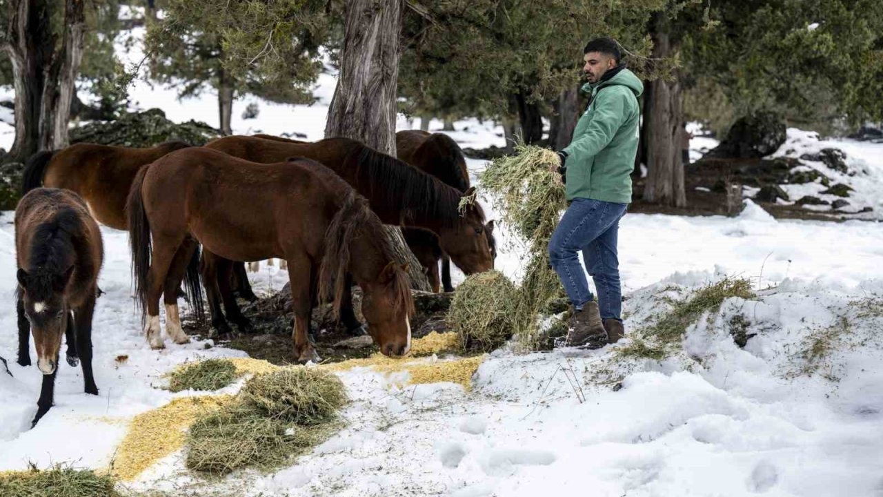 Toros Dağlarındaki yılkı atları ve yabani hayvanlar unutulmadı