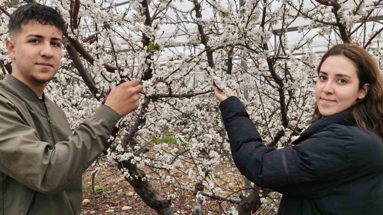 Türkiye karla kaplıyken Silifke’de erik ağaçları çiçek açtı