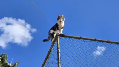 Tel çitte mahsur kalan kediyi belediye ekibi kurtardı