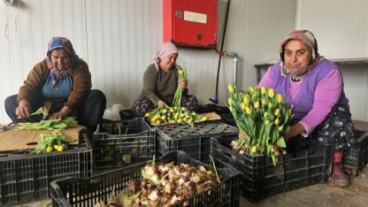 Kadınlar Günü'ne özel suda lale üretimi