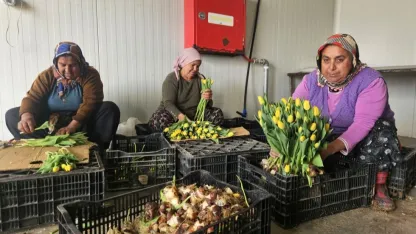 Kadınlar Günü'ne özel suda lale üretimi