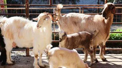 Verim artıyor, hastalık riski azalıyor