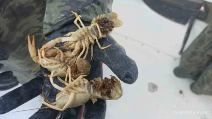 Eğirdir Gölü’nde kaçak pinterlere el konuldu, kerevitler göle bırakıldı