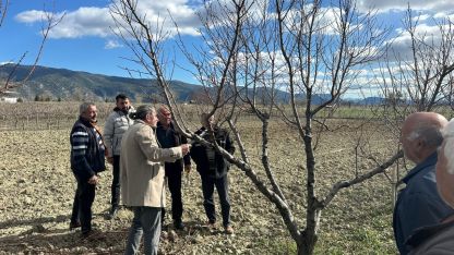 Üreticilere budama eğitimi