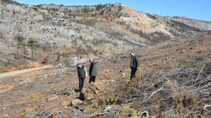 Mersin’de yangın sahalarında doğa yeniden canlanıyor