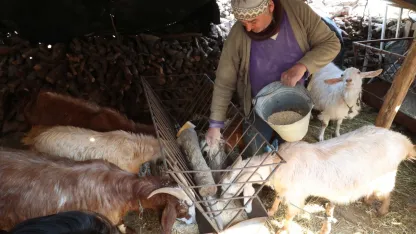 Korkuteli'de hayvancılar kendi yemini üretiyor