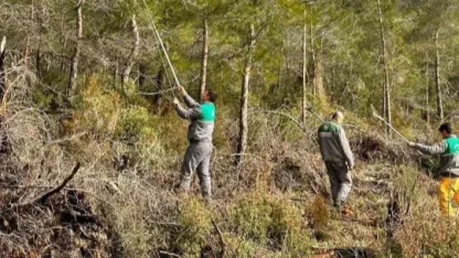 Çam kese böceğine karşı  ’mekanik ve biyolojik yöntemlerle mücadele’ sürüyor