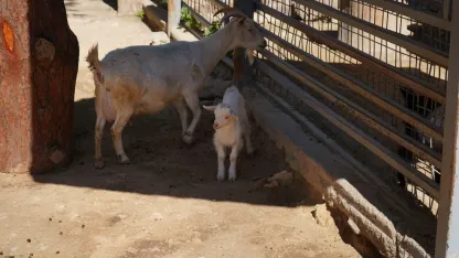 Mini hayvanat bahçesinde yavru sevinci