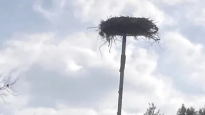 Yaban hayatı gözlemcisinden leyleğin bozulan yuvası için çağrı