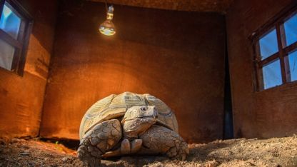 Doğal Yaşam Parkı'nın en yaşlı üyesine 'arkadaş' aranıyor