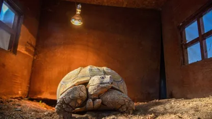 Doğal Yaşam Parkı'nın en yaşlı üyesine 'arkadaş' aranıyor