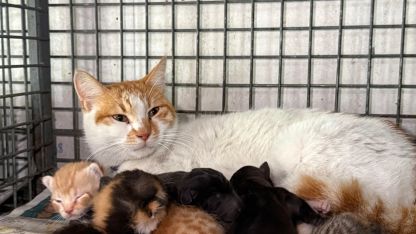 Gebe köpek öldü, yavrulara anne kedi sahip çıktı