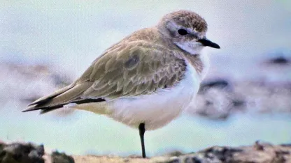 Antalya'da göç başladı