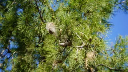 Ormanlarda sessiz tehlike uyarısı