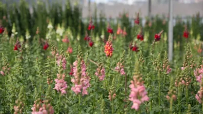 Antalya'dan Avrupa'ya yeni çiçek