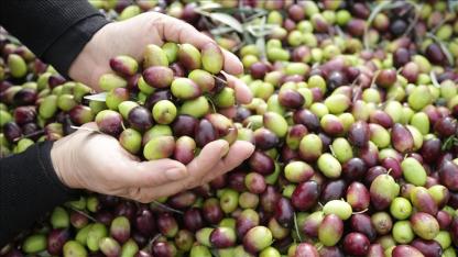 AB’den tescilli 45 Türk ürünü: İşte tam liste!