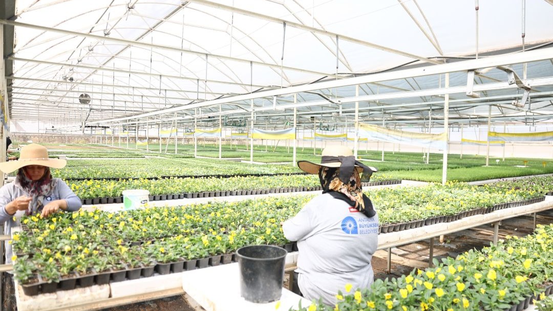 Antalya 4 milyon yazlık çiçekle bahara hazırlanıyor