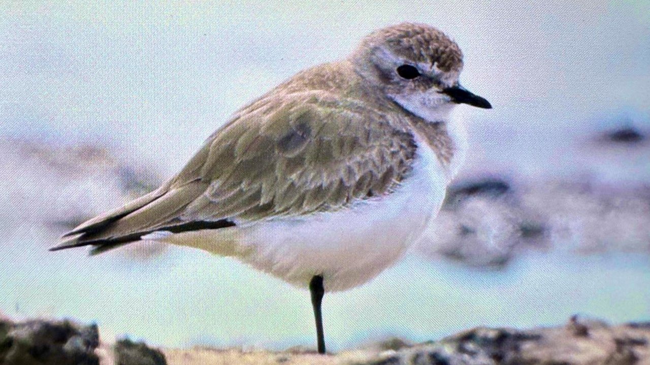 Antalya'da göç başladı