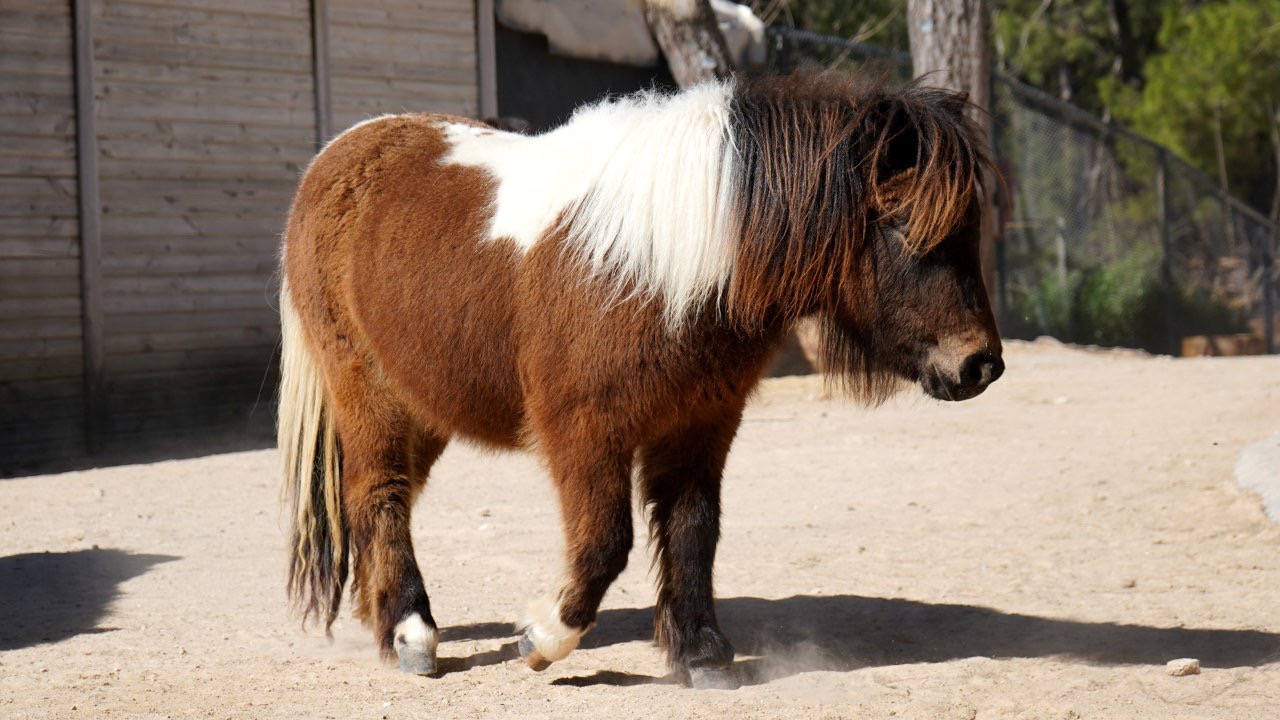 Bayramda doğan midilli 'Şeker', 1 yaşına giriyor