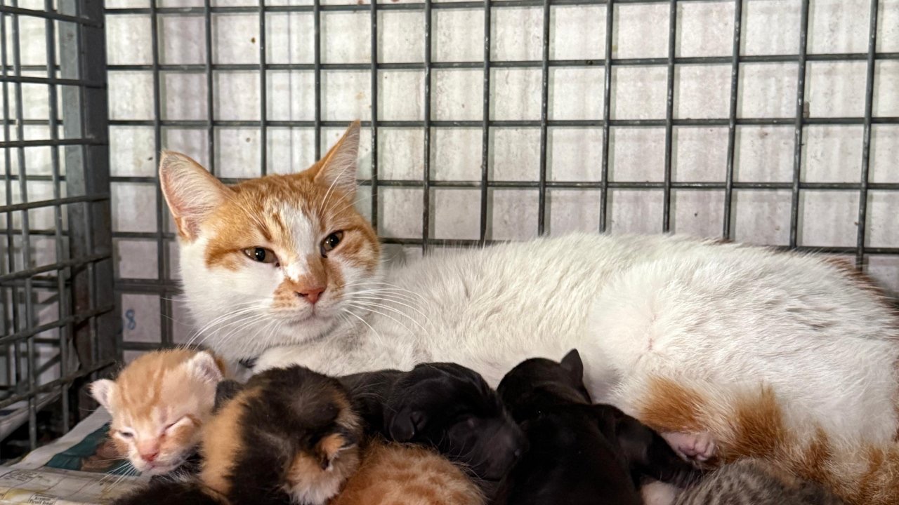 Gebe köpek öldü, yavrulara anne kedi sahip çıktı