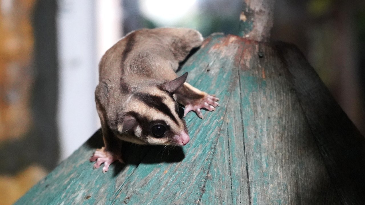 Kaçak bakılan 33 'uçan sincap' rehabilitasyona alındı