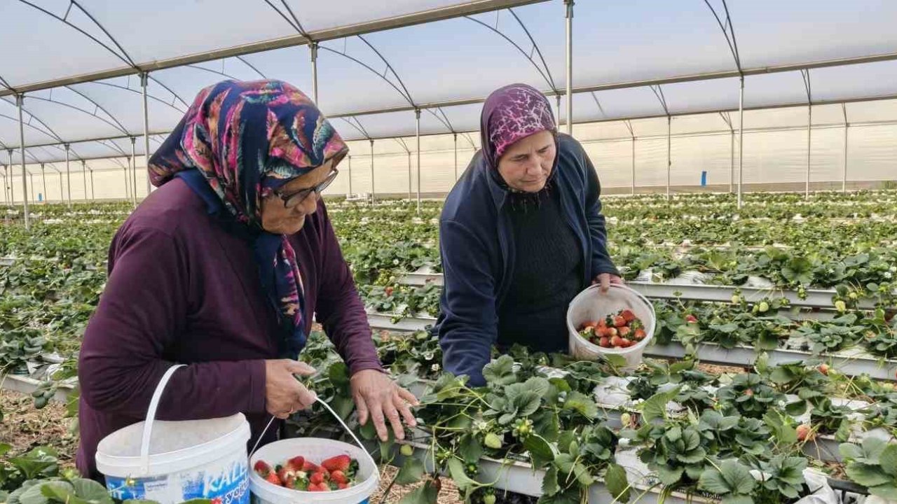 Kadınlar Gününü tarlada çalışarak kutladılar