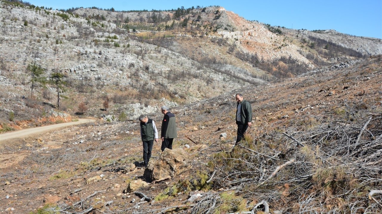 Mersin’de yangın sahalarında doğa yeniden canlanıyor