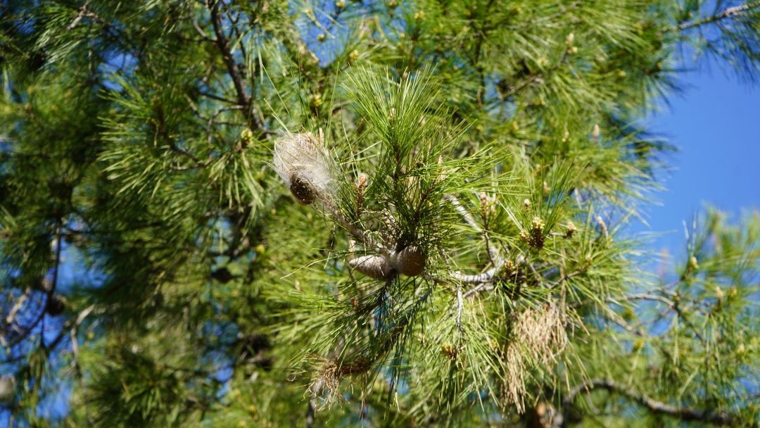 Ormanlarda sessiz tehlike uyarısı