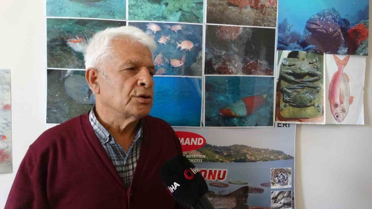 Poyraz, Akdeniz’deki en büyük denizanası türünü Antalya Körfezi’ne soktu