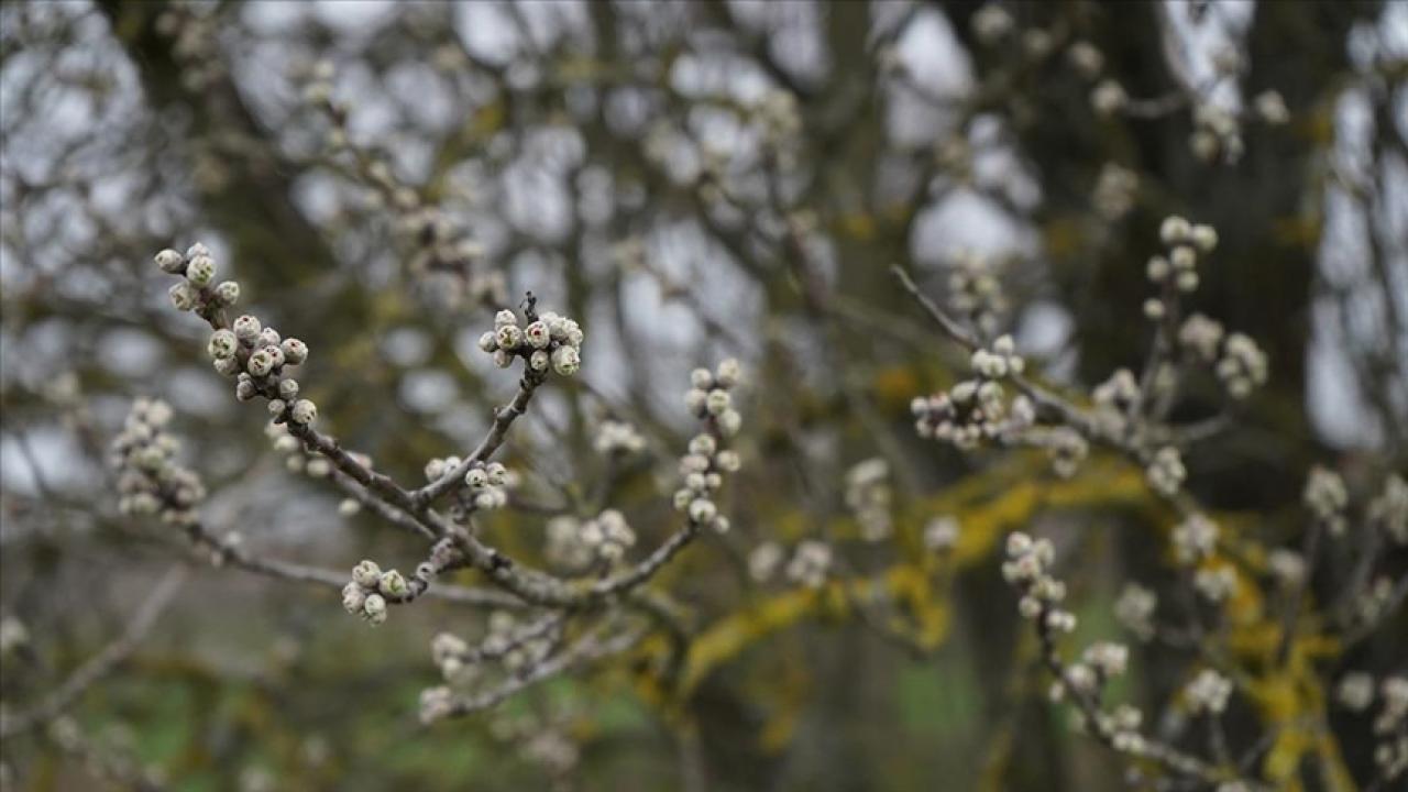 Sonuncu cemre düştü!