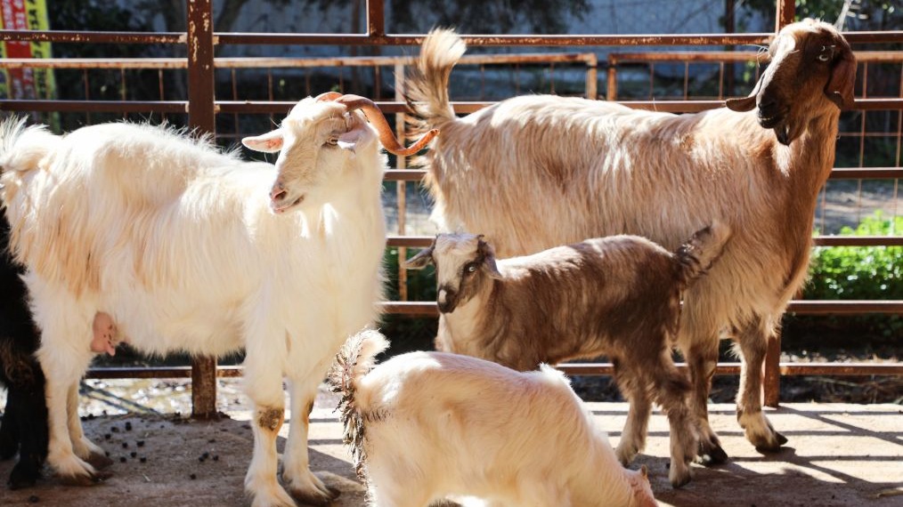 Verim artıyor, hastalık riski azalıyor